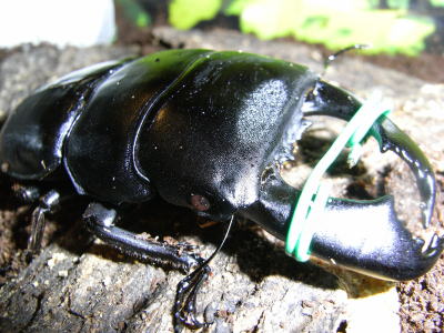 07-9-20 sumatorahirata-2.jpg
